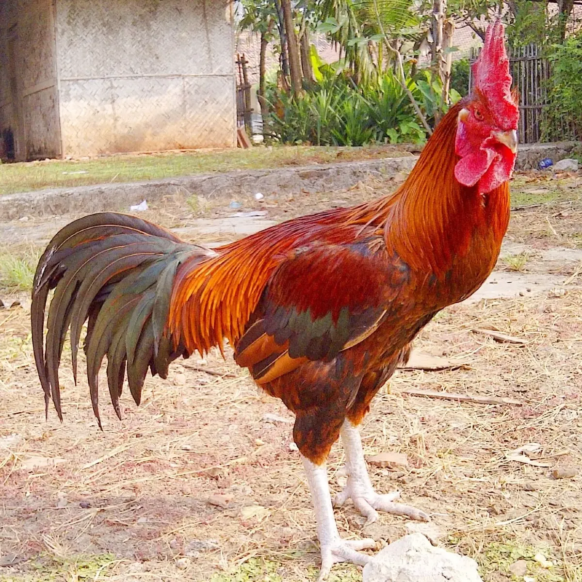 Ayam MDM Full Kerongkongan